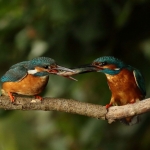 ijsvogel