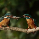 ijsvogel