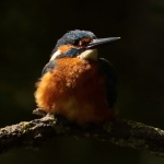 ijsvogel