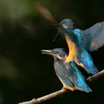 ijsvogel