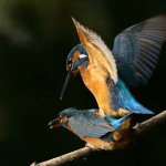 ijsvogel