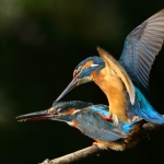 ijsvogel
