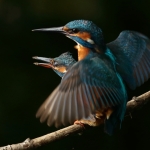 ijsvogel