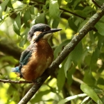 ijsvogel