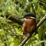 ijsvogel