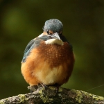 ijsvogel