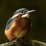 ijsvogel