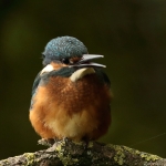 ijsvogel