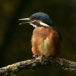 ijsvogel
