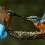 ijsvogel
