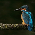 ijsvogel