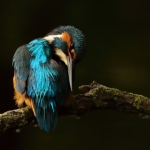 ijsvogel