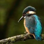 ijsvogel