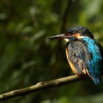 ijsvogel