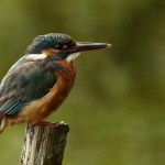 ijsvogel