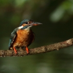 ijsvogel
