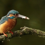 ijsvogel