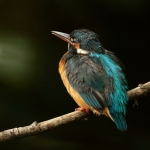 ijsvogel