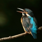 ijsvogel