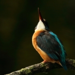 ijsvogel