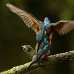 ijsvogel