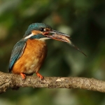 ijsvogel