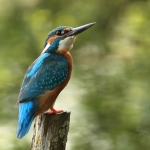 ijsvogel