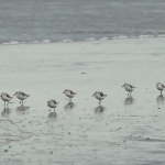 Vogels