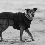 Honden