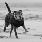 Honden