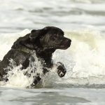 Honden