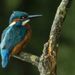 ijsvogel