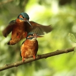 ijsvogel