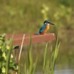 ijsvogel