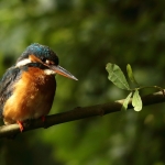 ijsvogel