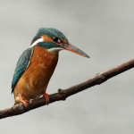 ijsvogel