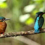 ijsvogel