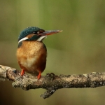 ijsvogel