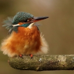 ijsvogel