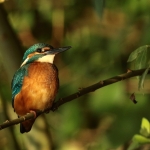ijsvogel