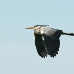 De reiger