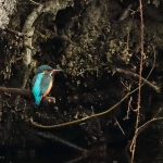 ijsvogel