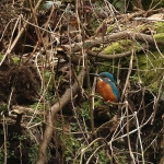 ijsvogel
