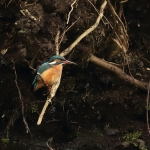ijsvogel