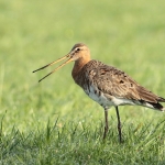  grutto