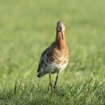 grutto