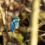 ijsvogel