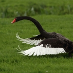 Vogels