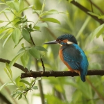 ijsvogel