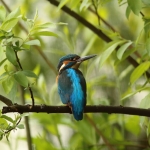 ijsvogel